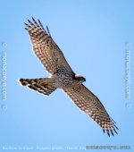 accipiter_gentilis_northern_goshawk_01.jpg accipiter_gentilis_northern_goshawk_01.jpg