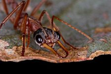 270px-Black-headed_Bull-Ant_(Myrmecia_nigriceps).jpg