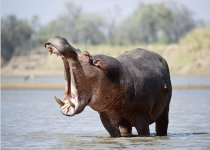 Hippo.jpg Hippo.jpg