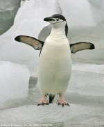 Chinstrap-Penguin-07.jpg Chinstrap-Penguin-07.jpg