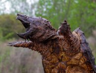 Snapping-turtle-no-wm-cropped.jpg Snapping-turtle-no-wm-cropped.jpg