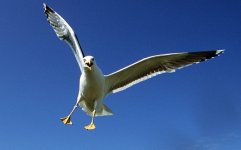 SEAGULL_3008471b.jpg SEAGULL_3008471b.jpg
