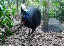 cassowary+most+dangerous+bird+in+the+world+11.jpg cassowary+most+dangerous+bird+in+the+world+11.jpg