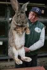 73000052sg001_giant_rabbits-1.jpg 73000052sg001_giant_rabbits-1.jpg