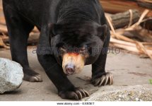 malayan-sun-bear-helarctos-malayanus-at-usti-nad-labem-zoo-in-north-exb5et.jpg