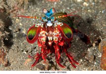 a-brightly-coloured-peacock-mantis-shrimp-odontodactylus-scyallarus-btywke.jpg a-brightly-coloured-peacock-mantis-shrimp-odontodactylus-scyallarus-btywke.jpg