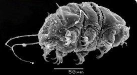 tardigrade.jpg tardigrade.jpg