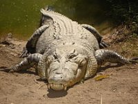 220px-Saltwater_crocodile.jpg