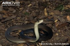 Black-mamba.jpg Black-mamba.jpg