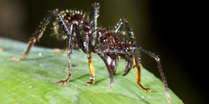 landscape-1439483159-bullet-ant.jpg landscape-1439483159-bullet-ant.jpg