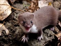 young-least-weasel-votiers-flats-to-bebo-grove-1.jpg young-least-weasel-votiers-flats-to-bebo-grove-1.jpg
