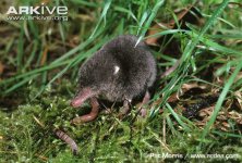 Juvenile-water-shrew-eating-worm.jpg Juvenile-water-shrew-eating-worm.jpg
