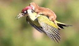 weasel-rides-woodpecker-back-photo-561592.jpg