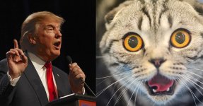 1200x628xtrump-and-cat.jpg.pagespeed.ic.BIQ_tW0jKi.jpg