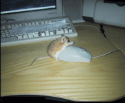 mouse_onComputerMouse_344x286_ani.gif