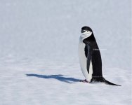 Chinstrap-Penguin-Antarctica-Nina-Stavlund-875x700.jpg