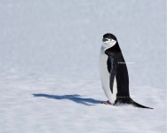 Chinstrap-Penguin-Antarctica-Nina-Stavlund-875x700.jpg Chinstrap-Penguin-Antarctica-Nina-Stavlund-875x700.jpg