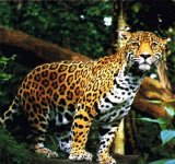 jaguar.jpg jaguar.jpg