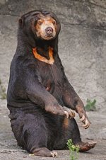 220px-Sitting_sun_bear.jpg 220px-Sitting_sun_bear.jpg
