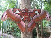 moth-species-atlas-wingspan.jpg
