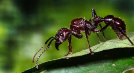 bullet-ant.jpg bullet-ant.jpg