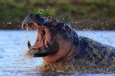 great-action-image-of-a-charging-hippopotamus-by-chad-cocking.jpg