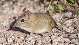 shrew-2.jpg shrew-2.jpg