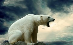 ob_774263_angry-polar-bear.jpg ob_774263_angry-polar-bear.jpg
