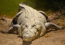 saltwater-crocodiles-1.jpg saltwater-crocodiles-1.jpg