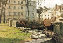 fallen english elm in the RPG.jpg