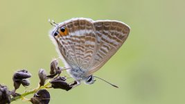 Long-tailed Blue.JPG