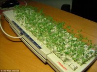 4176B21200000578-4610214-Salad_garnish_A_clever_colleague_coyly_planted_some_cress_in_his-a-25_1.jpg