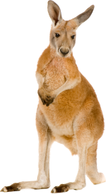 Kangaroo-Free-PNG-Image.png