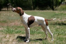 1200px-English_pointer.jpg