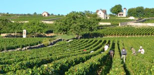 vineyards-town-web.jpg