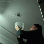 1277193438_huge-spider-on-the-ceiling.gif