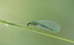 Green Fly NSC.JPG