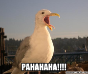 Laughing Seagull.png