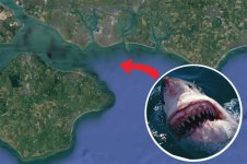 Great-white-shark-Britain-Coast-Hayling-Island-Sussex-Hampshire-Graeme-Pullen-Jaws-Plan-626010.jpg