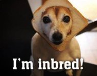 dog_bread_face.jpg