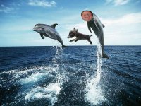 Dolphins Hiney.jpg