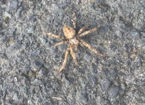 spider.jpg