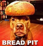 dog-humor-bread-pit.jpg