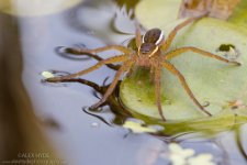 AH-Fen-Raft-Spider-Great-Raft-Spider-Dolomedes-plantarius-0461.jpg