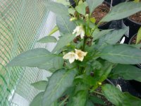DSC000710.jpg