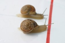 snail-race.jpg