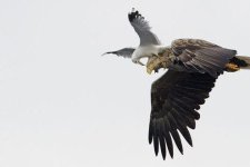 Seagull Eagle.jpg