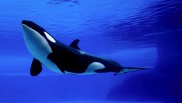 Orca.jpg Orca.jpg