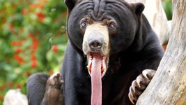 Sun Bear.jpg Sun Bear.jpg