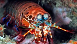 Mantis Shrimp.jpg Mantis Shrimp.jpg